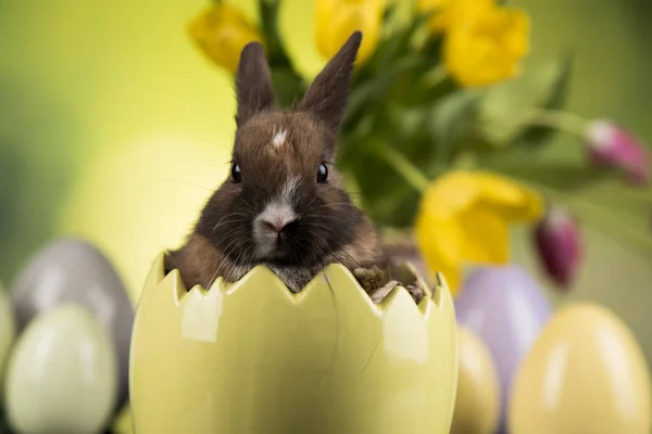 Baby Hase Und Osterhintergrund — Stockfoto