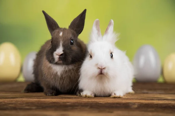 Яйця Тваринний Кролик Щасливий Пасхальний Фон — стокове фото