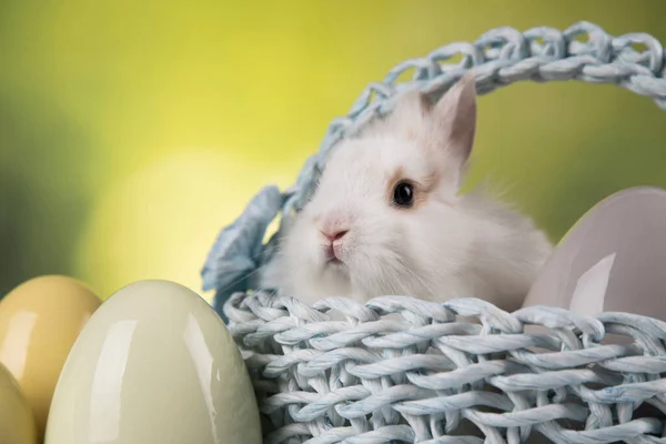 Lapin Bébé Oeuf Fond Pâques — Photo