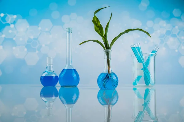 化学実験室用ガラス製品遺伝子組換え植物 — ストック写真