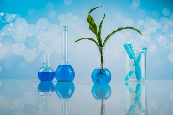 Glaswerk Voor Chemisch Gebruik Genetisch Gemodificeerde Plant — Stockfoto