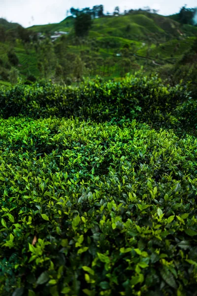 Чайная Плантация Шри Ланке — стоковое фото