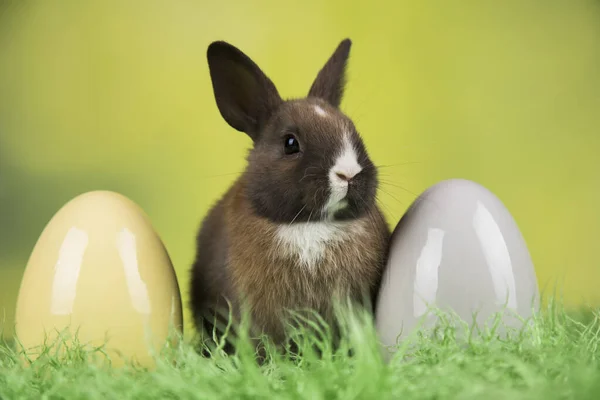 Eggs Spring Baby Bunny Happy Easter Background — Stock Photo, Image