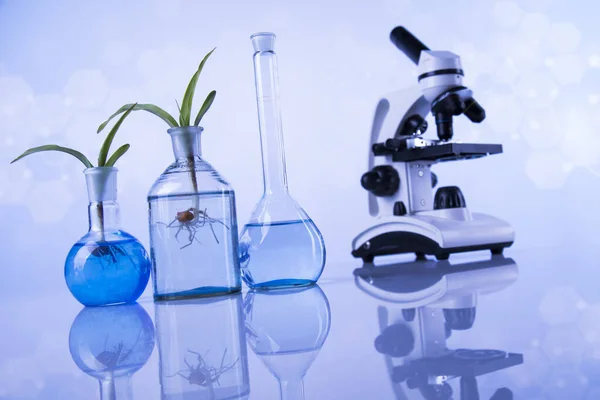 Bitki Laboratuvarı Ile Bilim Deneyi — Stok fotoğraf