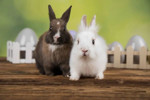 Eier Tierisches Häschen Fröhlicher Osterhintergrund — Stockfoto