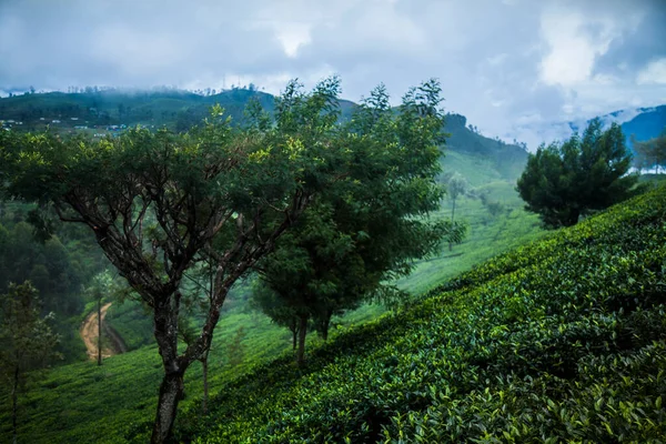 Sri Lanka Asia Hermosa Plantación Verde Fresco —  Fotos de Stock