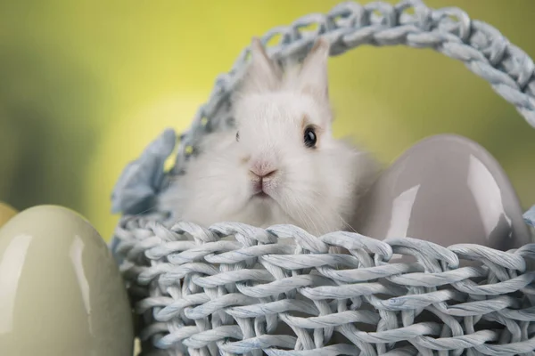 Conejo Conejo Huevos Pascua —  Fotos de Stock