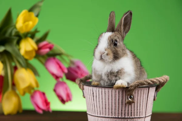 Primavera Bebé Conejito Feliz Pascua Fondo —  Fotos de Stock