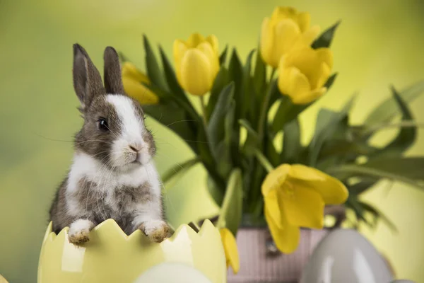 Ägg Lilla Kanin Glad Påsk Bakgrund — Stockfoto