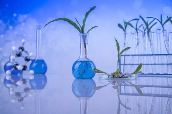Plantenlaboratorium Experimenteel Chemisch Glaswerk — Stockfoto
