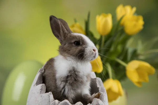 Huevo Conejito Feliz Fondo Pascua — Foto de Stock