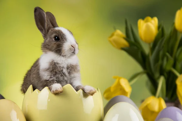 Ägg Lilla Kanin Glad Påsk Bakgrund — Stockfoto