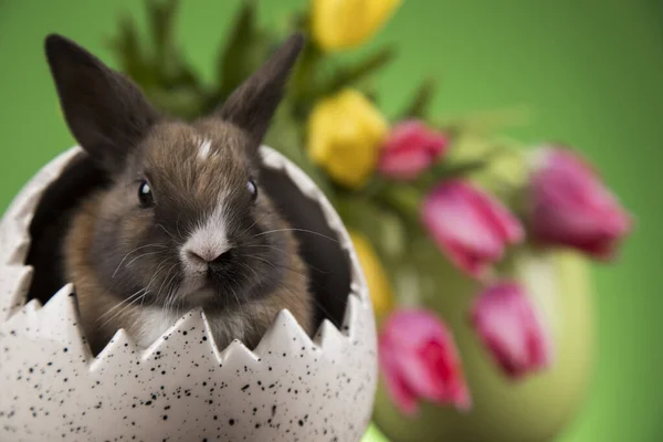 Huevo Conejito Feliz Fondo Pascua — Foto de Stock