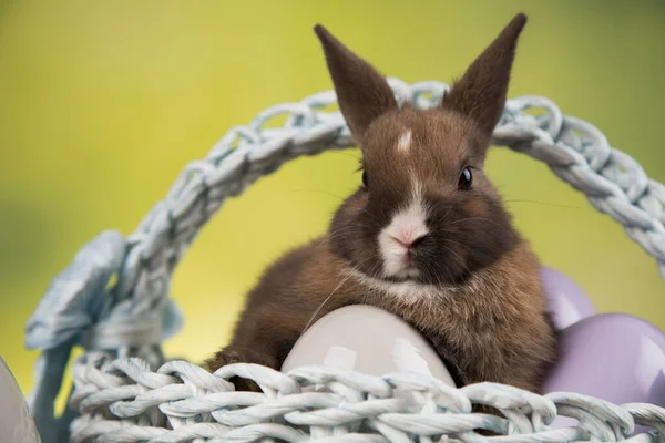 Яйце Маленький Кролик Щасливий Пасхальний Фон — стокове фото
