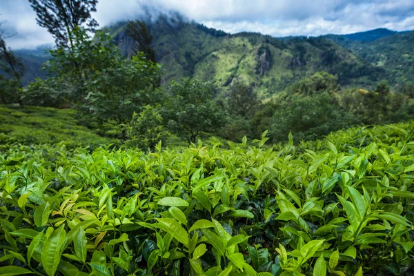 Čerstvý Zelený Čaj Plantáž Srí Lance — Stock fotografie