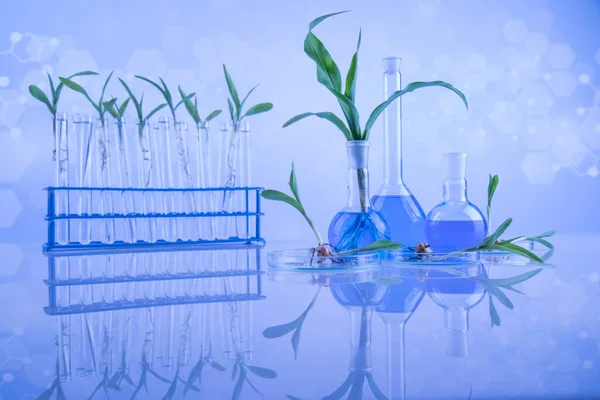 植物実験室実験 化学ガラス製品 — ストック写真