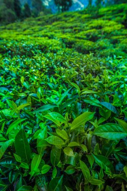 Sri lanka, Asya, Güzel taze yeşil çay tarlası