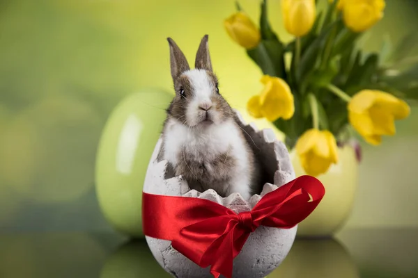 Lapin Bébé Oeuf Fond Pâques — Photo