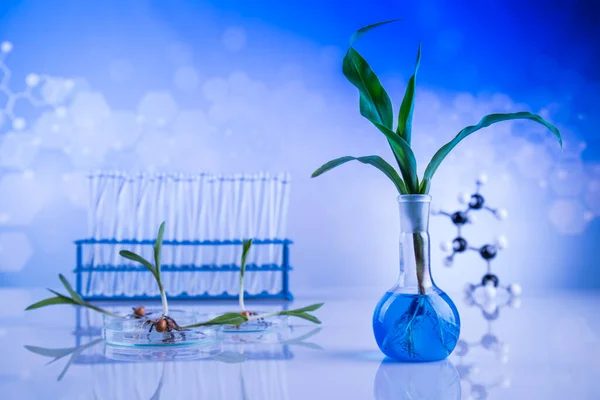 Glaswerk Voor Chemisch Gebruik Genetisch Gemodificeerde Plant — Stockfoto