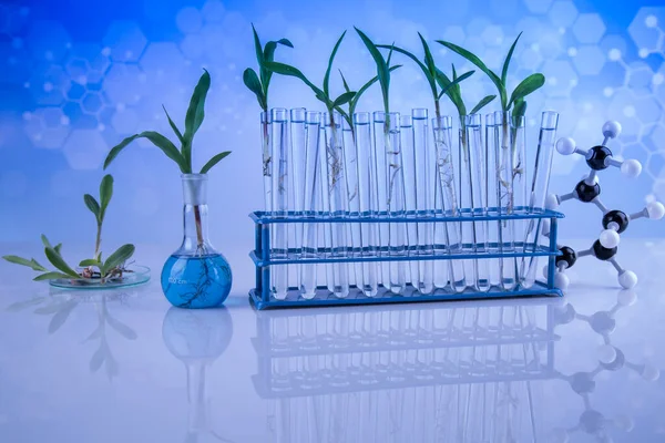 Plant Test Tube Scientist — Stock Photo, Image