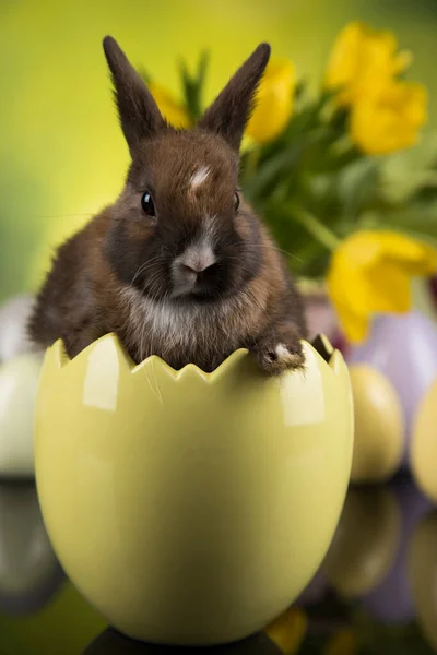 Malý Zajíček Šťastný Velikonoční Pozadí — Stock fotografie