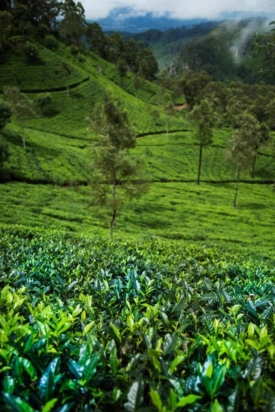 Plantación Verde Fresco Sri Lanka —  Fotos de Stock