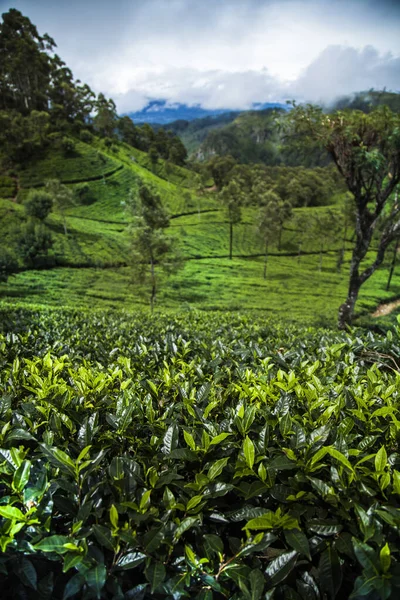 Zbliżenie Świeżych Liści Herbaty — Zdjęcie stockowe