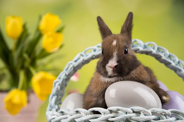 Baby Konijnen Een Mand — Stockfoto