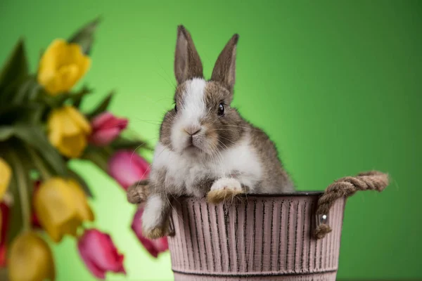 春の赤ちゃんウサギ 幸せなイースターの背景 — ストック写真