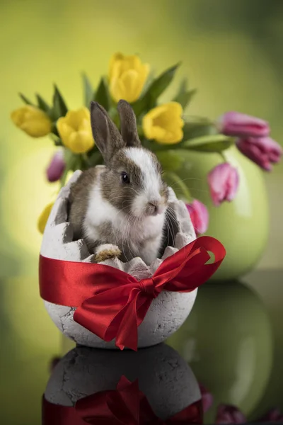 Œuf Petit Lapin Fond Pâques Heureux — Photo