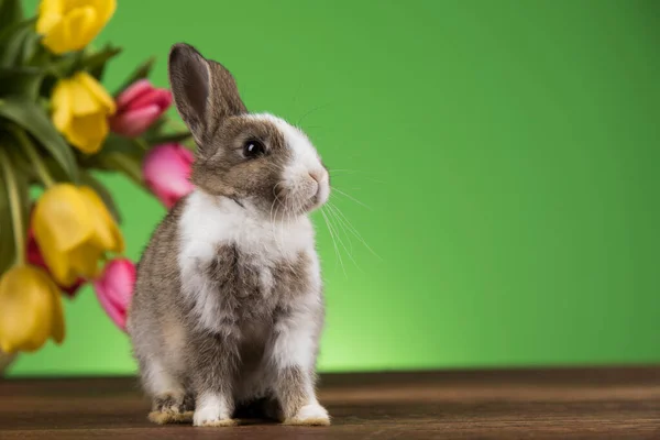 Jarní Baby Zajíček Šťastný Velikonoční Pozadí — Stock fotografie