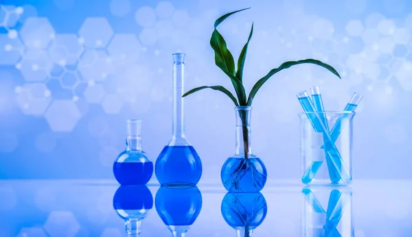 Chemical Laboratory Glassware Genetically Modified Plant — Stock Photo, Image