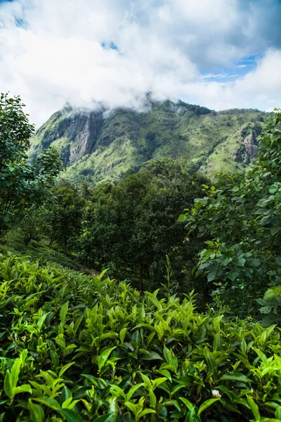 Sri Lanka Azja Piękna Plantacja Świeżej Zielonej Herbaty — Zdjęcie stockowe