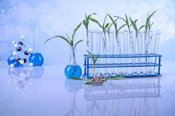 Laboratório Experimental Plantas Vidros Químicos — Fotografia de Stock