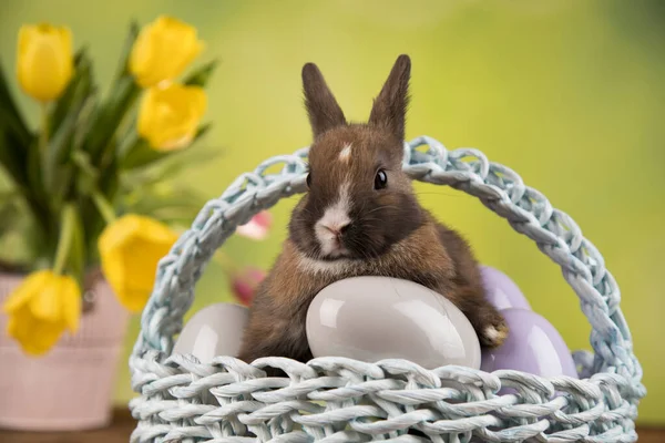 Conigli Piccoli Cesto — Foto Stock