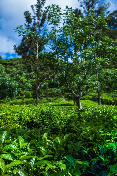 Sri Lanka Asien Vacker Färsk Grön Teplantage — Stockfoto