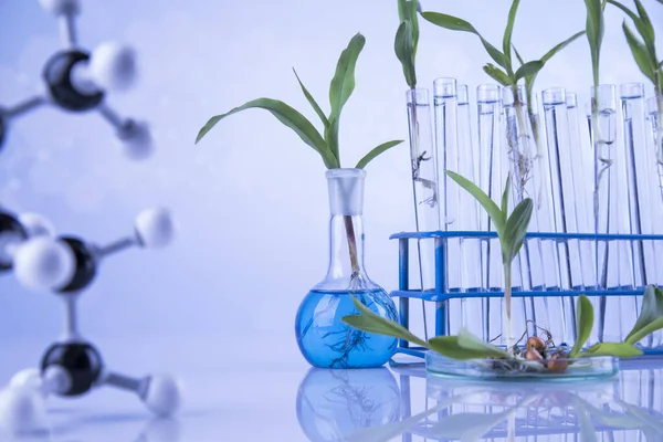 Instalação Num Tubo Ensaio Cientista — Fotografia de Stock