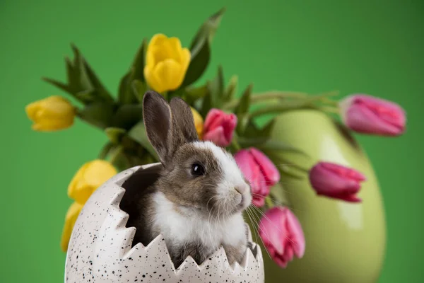 Baby Hase Und Osterhintergrund — Stockfoto