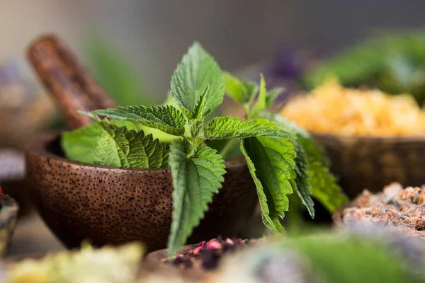 Homöopathie Kräutermedizin Auf Holztisch — Stockfoto