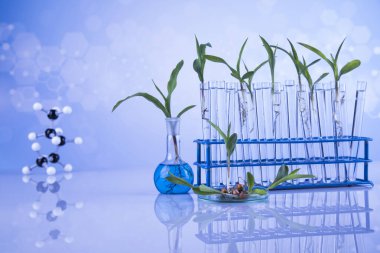 Bitki laboratuarı deneysel, Kimyasal cam eşyalar.