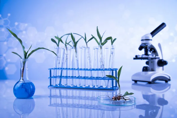 Glaswerk Voor Laboratoria Genetisch Gemodificeerde Plant — Stockfoto