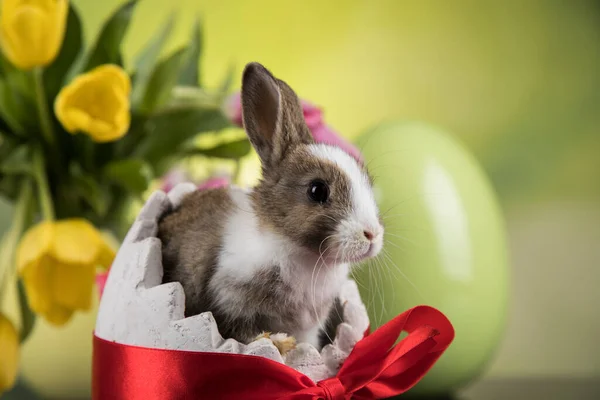 Kleiner Hase Fröhlicher Osterhintergrund — Stockfoto