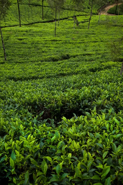 Σρι Λάνκα Ασία Όμορφο Φρέσκο Πράσινο Τσάι Φυτεία — Φωτογραφία Αρχείου