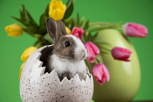 Яйцо Маленький Зайчик Счастливого Пасхального Фона — стоковое фото