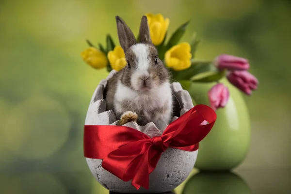 Baby Zajíček Vejce Velikonoční Pozadí — Stock fotografie