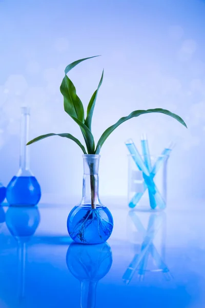 Laboratório Experimental Plantas Vidros Químicos — Fotografia de Stock