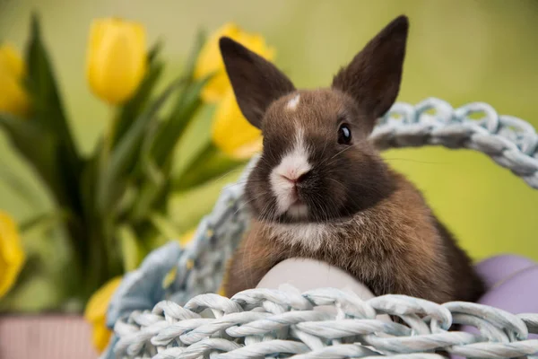 Baby Konijnen Een Mand — Stockfoto