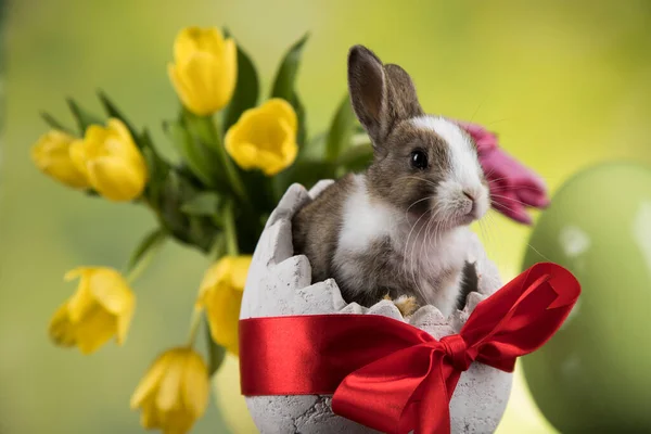 Малыш Кролик Яйцо Пасхальный Фон — стоковое фото