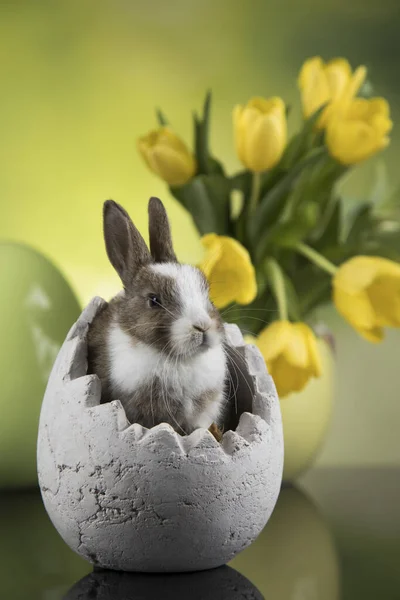 Lapin Bébé Oeuf Fond Pâques — Photo