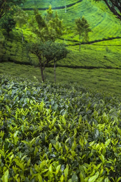 Plantação Chá Verde Fresco Sri Lanka — Fotografia de Stock